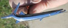 Genuine Oem 1968 Plymouth Barracuda Trunk Lid Fish Emblem 2840877. Fixed Price $49.99.