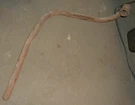 1960-1964 Ford Full Size 390 352 Road Draft Tube Rough. Fixed Price $29.99.
